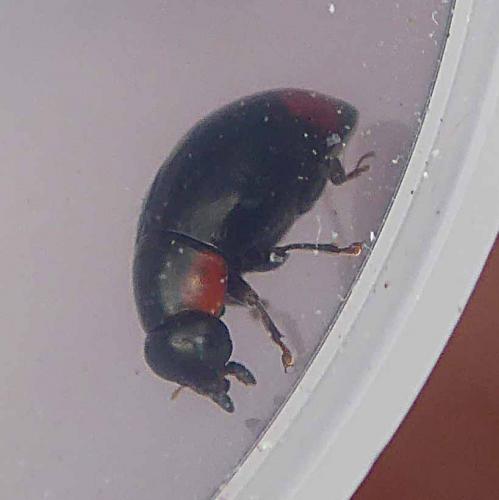 Réf. 266 757 : Hyperaspis sp.